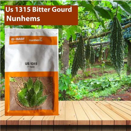Nunhems Us 1315 Bitter Gourd Seeds - Pack of 250 Seeds - Agriplex