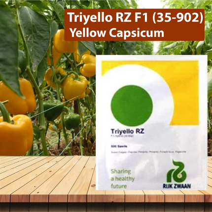 Triyello RZ F1 (35-902) Yellow Capsicum Seeds - 1000 SEEDS - Agriplex