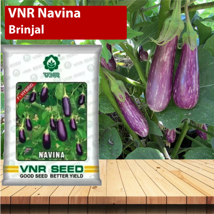 VNR Navina Brinjal - 10 GM (Pack of 2) - Agriplex