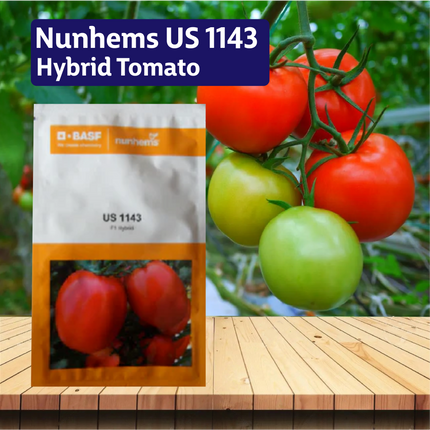 Nunhems US 1143 Hybrid Tomato - 3000SEEDS - Agriplex