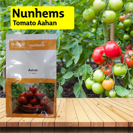 Nunhems Tomato Aahan - 3000 SEEDS - Agriplex