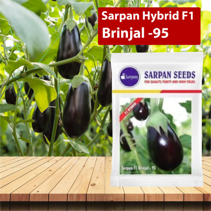 Sarpan Hybrid F1 Brinjal-95 Seeds - 20 GM - Agriplex