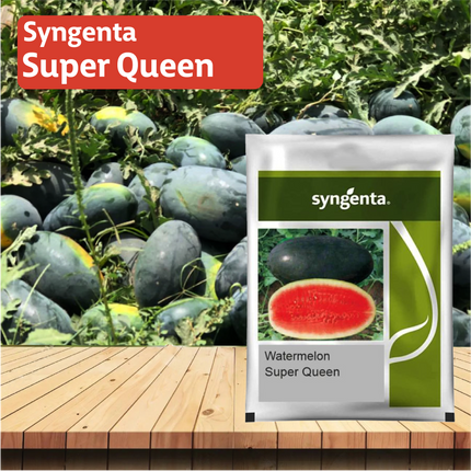 Syngenta Sugar Queen Watermelon Seeds - Agriplex