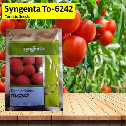 Syngenta TO-6242 Tomato Seeds - 3000 SEEDS - Agriplex