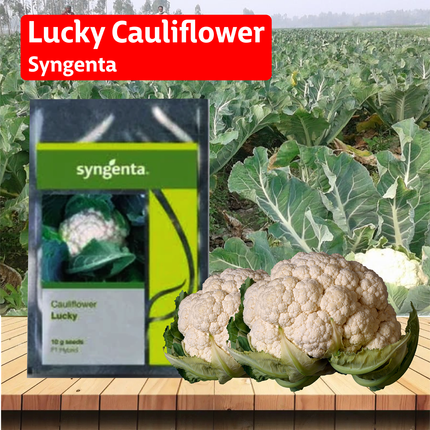 Syngenta Syngenta Lucky Cauliflower Seeds - Agriplex