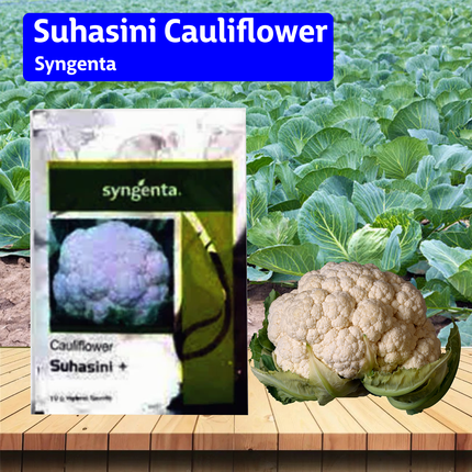 Syngenta Suhasini Cauliflower Seeds - Agriplex