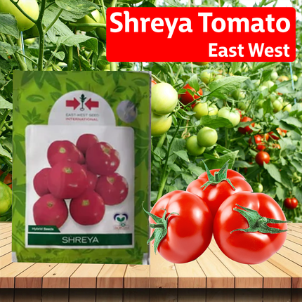 East West Shreya 831 TSC Tomato Seeds - Agriplex