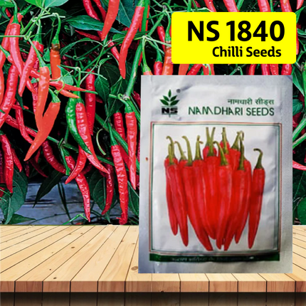 NS 1840 Chilli Seeds - Agriplex