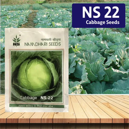 NS 22 Cabbage Seeds - Agriplex