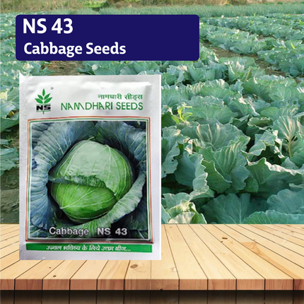 NS 43 Cabbage Seeds - Agriplex