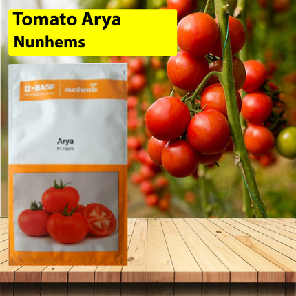 Nunhems Tomato Arya - 3000 SEEDS - Agriplex