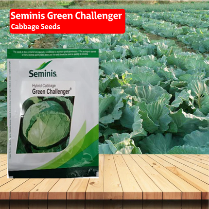Seminis Green Challenger Cabbage Seeds - 10 GM - Agriplex