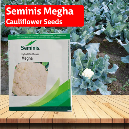 Seminis Megha Cauliflower Seeds - 10 GM - Agriplex