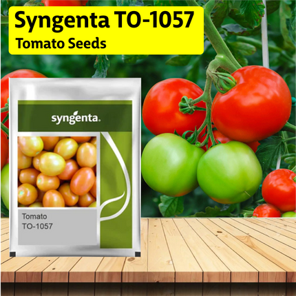 Syngenta TO-1057 Tomato Seeds - Agriplex
