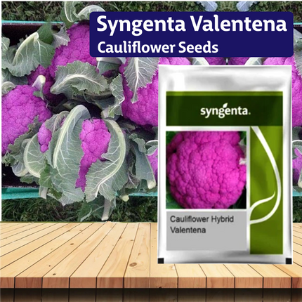 Syngenta Valentena Cauliflower Seeds - Agriplex