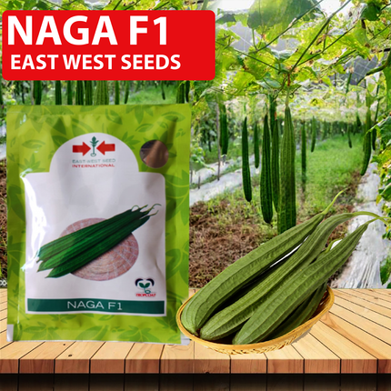 East West Naga Ridge Gourd Seeds - 50 GM