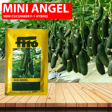 FITO Mini Angel Cucumber Seeds - Agriplex