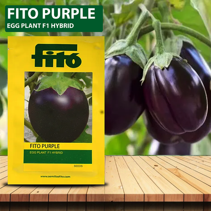 FITO Purple Brinjal Seeds - Agriplex