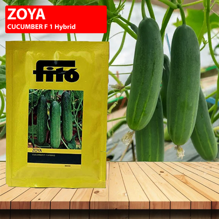 FITO Zoya Cucumber Seeds - 300 SEEDS - Agriplex