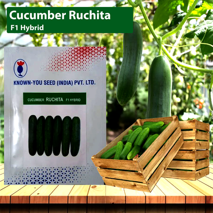 Known You Ruchita Cucumber Seeds - 10 GM - Agriplex