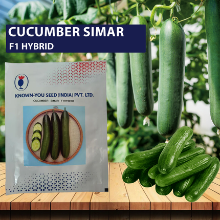 Known You Sania Cucumber Seeds - 10 GM - Agriplex