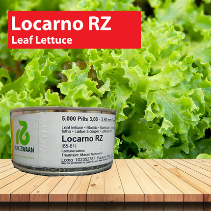 Locarno RZ (85-81) Leaf Lettuce Seeds - 5000 SEEDS