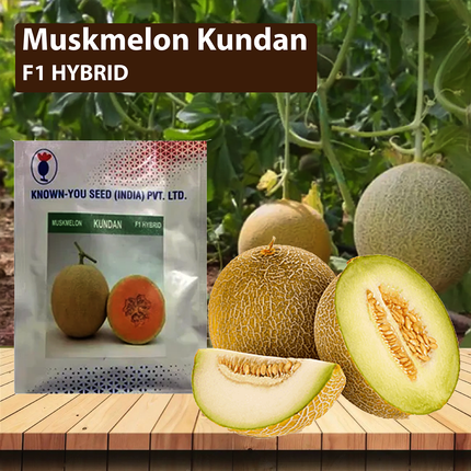 Known You Kundan F1 Hybrid Muskmelon Seeds - 50 GM - Agriplex