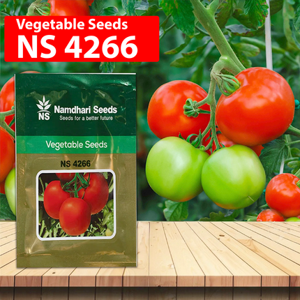 Namdhari NS 4266 Tomato Seeds - 10 GM