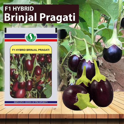 SUNGRO Brinjal Pragati (Chu-Chu) Seeds - 10 GM - Agriplex