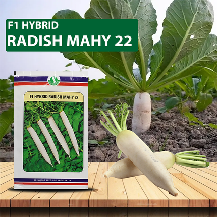 SUNGRO Mahy 22 Radish Seeds - 50 GM - Agriplex