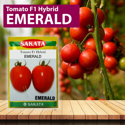 Sakata Emerald Tomato Seeds - Agriplex