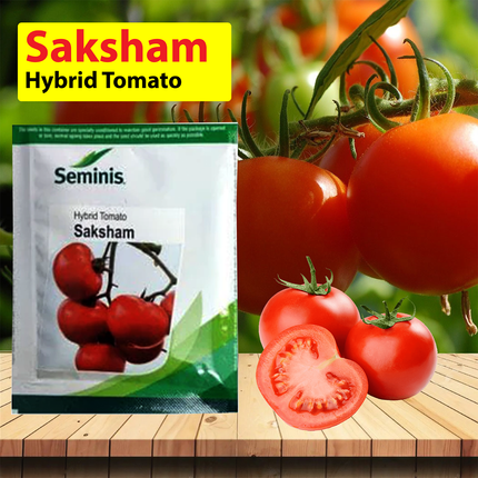 Seminis Saksham Hybrid Tomato Seed -10 GM