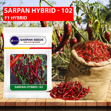 Sarpan 102 Byadgi Chilli Seeds - Agriplex