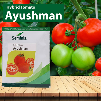Seminis Ayushman Tomato - Agriplex