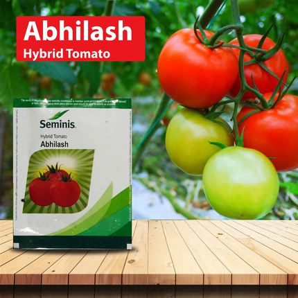Seminis Abhilash  Tomato Seeds - 10 GM