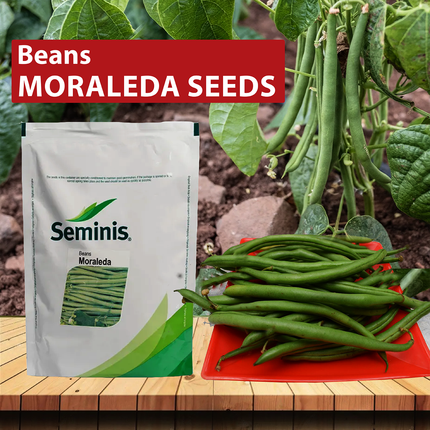Seminis Moraleda Beans -500 GM - Agriplex