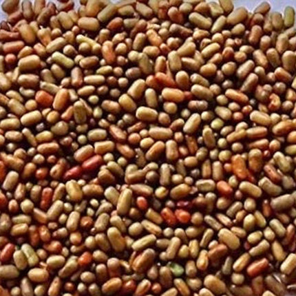 Sesbania Seeds (Fodder Crop) - 1 KG - Agriplex