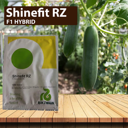 Shinefit RZ F1 Cucumber Seeds - 1000 SEEDS - Agriplex