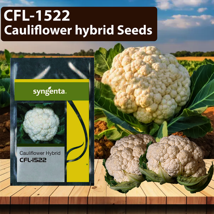 Syngenta 1522 CFL Cauliflower Seeds - Agriplex
