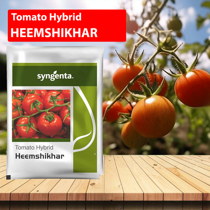 Syngenta Heemshikar Tomato Seeds - 4000 SEEDS