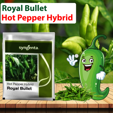 Syngenta Royal Bullet Hybrid Chilli Seeds - Agriplex