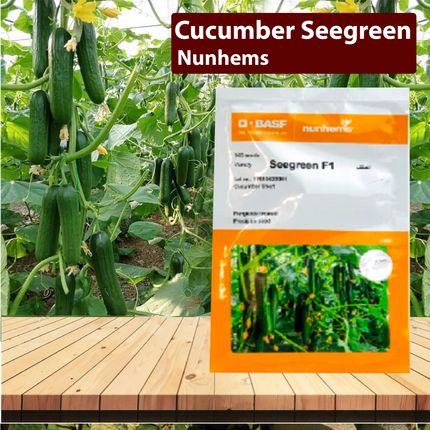 Nunhems Cucumber Seegreen - 1000SEEDS - Agriplex