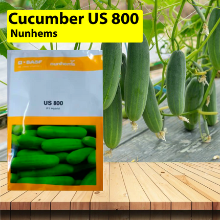 Nunhems Cucumber US 800 - 1000SEEDS - Agriplex