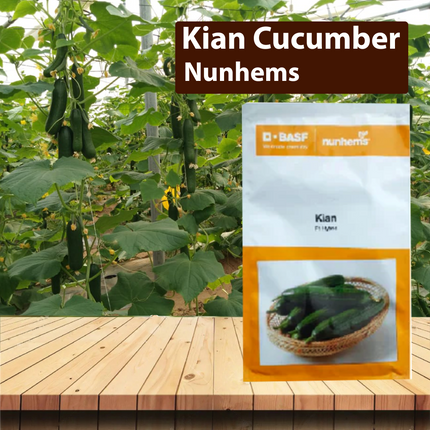 Nunhems Kian Cucumber - 1000 SEEDS - Agriplex