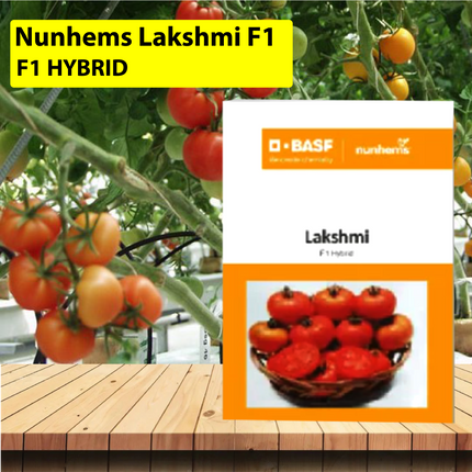 Nunhems Lakshmi F1 hybrid Tomato - 3000 SEEDS - Agriplex