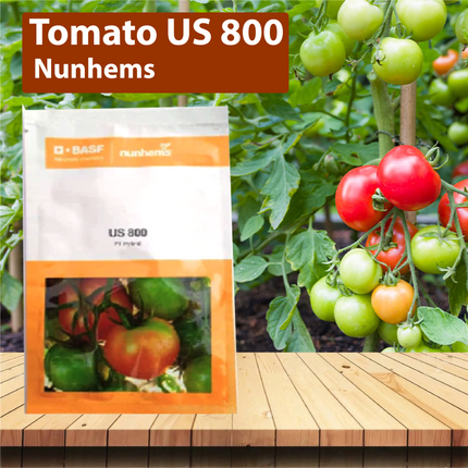 Nunhems Tomato US 800 - 3000 SEEDS - Agriplex