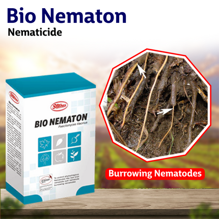T Stanes Bio-Nematon Nematicide Nematodes