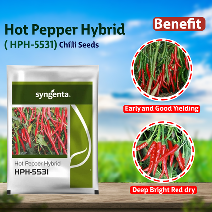 Syngenta HPH - 5531 Chilli Seeds - 1500 SEEDS