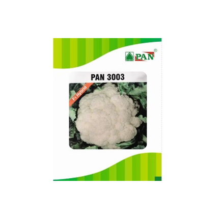 PAN 3003 Hybrid Cauliflower (Dome Shape) Seeds - 10 GM - Agriplex