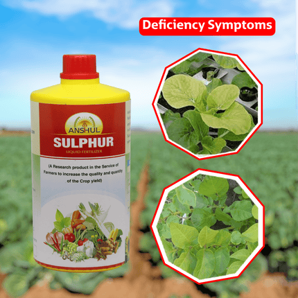 Anshul Sulphur Secondary Nutrient Deficiency